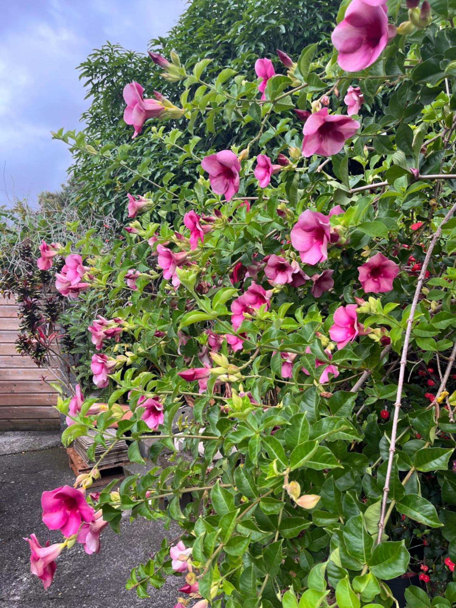Lakour Fleurie - Ex La Case Creole Sainte-Rose Esterno foto